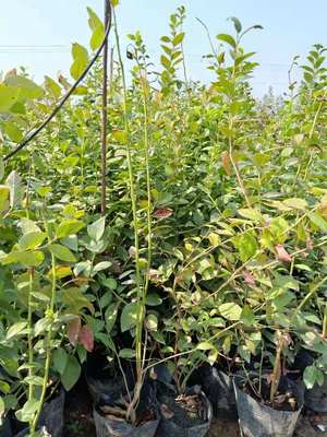 河南济源北陆蓝莓苗出售各种品种