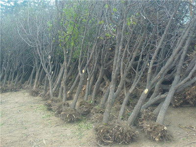 冬枣树苗多少钱一棵大青枣求购枣树新品种基地